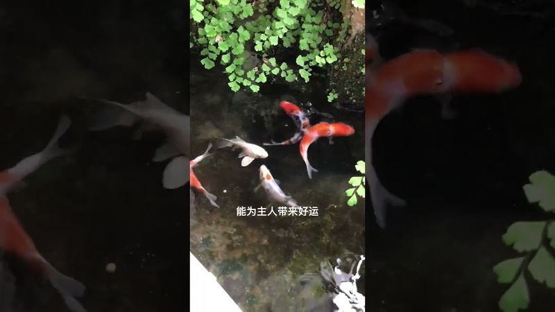 《家宅风水》养鱼是真能调节情绪，舒缓心情，避免焦虑。#鱼缸里的大自然 #养鱼日记 #锦鲤鱼池 #观赏鱼 #养鱼养心