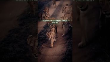 #Мотивация #Цитаты #Философия #Львы #Мудрость #МудрыеМысли #Motivation #Lions