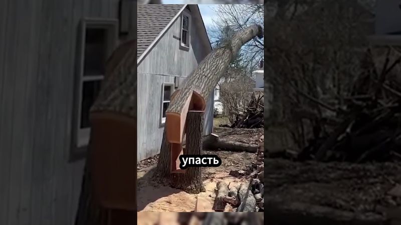 Зачем дыра в дереве? 😲 Удивительный трюк! #факты