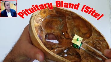 𝐏𝐢𝐭𝐮𝐢𝐭𝐚𝐫𝐲 𝐠𝐥𝐚𝐧𝐝 (𝐀𝐧𝐚𝐭𝐨𝐦𝐢𝐜𝐚𝐥 𝐬𝐢𝐭𝐞) (𝐏𝐫𝐚𝐜𝐭𝐢𝐜𝐚𝐥 𝐭𝐞𝐚𝐜𝐡𝐢𝐧𝐠)