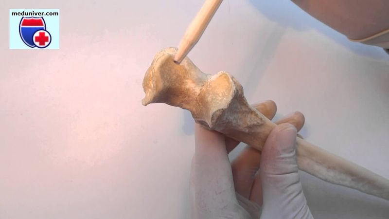 Анатомия локтевой кости (ulna) - meduniver.com