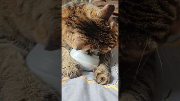 Немного классики 🎼😻😉🤩#cat #кот #юмор #котушка #remix #music #techno #приколы