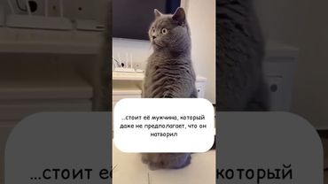 Факт и точка! #cat #позитив #кот