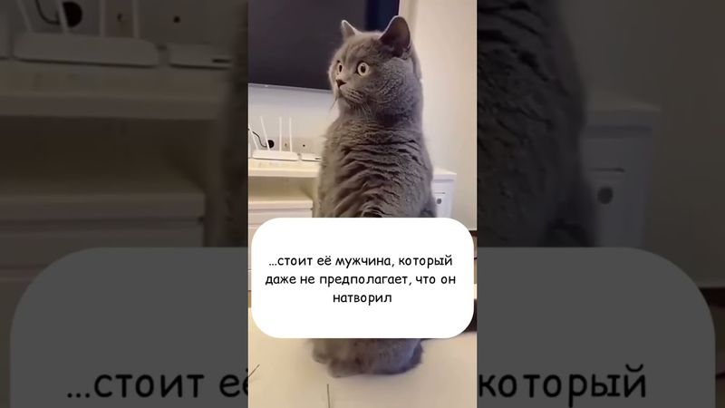 Факт и точка! #cat #позитив #кот