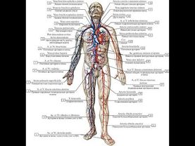 Разгонка крови  Схема
