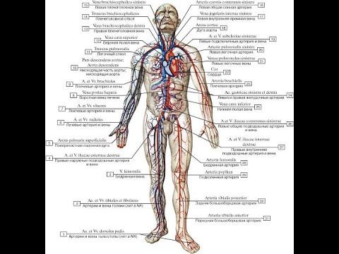 Разгонка крови  Схема