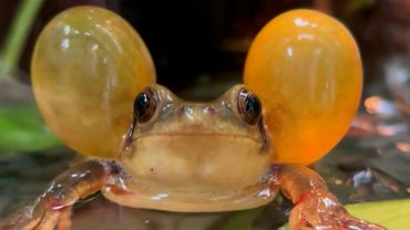 FUNNIEST Wild & Weird Pets 🤣 😍 | August 2025