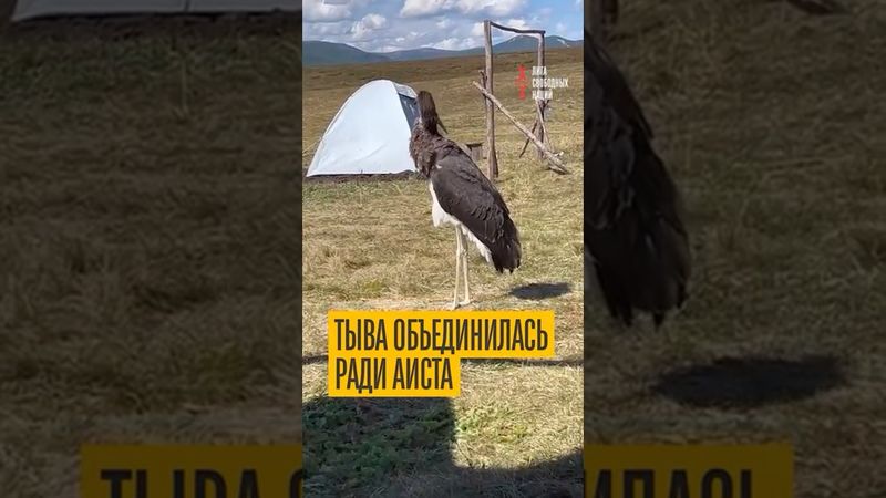 В Туве спецоперация по спасению аиста