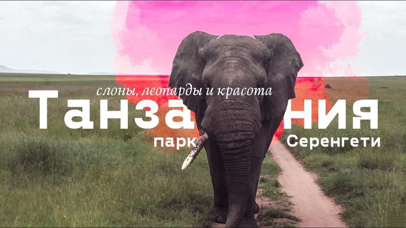Танзания. Слон и леопарды. Сафари в парке Серенгети