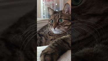 Интернет зло 🙀🫢😉🤣 #cat #кот #юмор #котушка #приколы #цитаты #смех