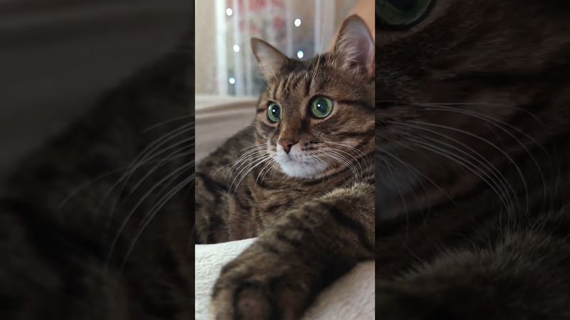 Интернет зло 🙀🫢😉🤣 #cat #кот #юмор #котушка #приколы #цитаты #смех