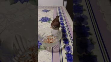 Арчик дерётся (06.01.2024г.)