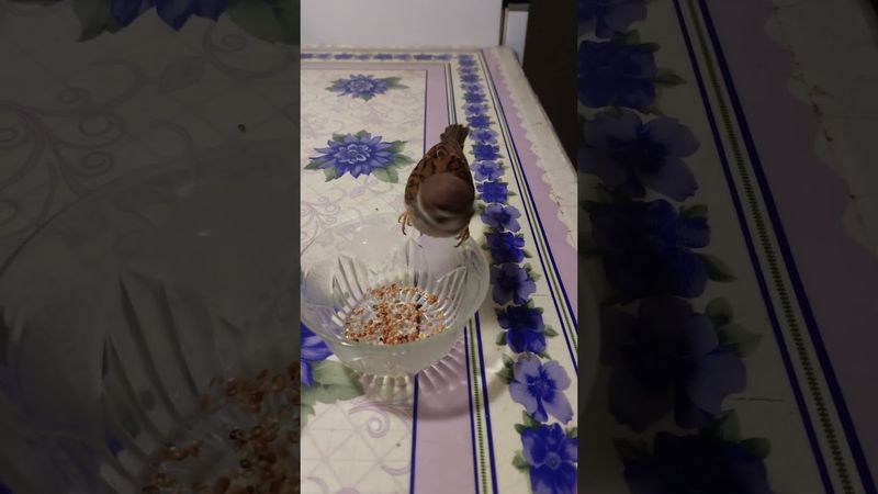 Арчик дерётся (06.01.2024г.)