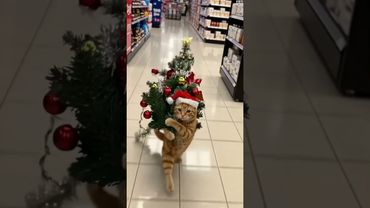рыжий кот в магазин за елкой сходил  #cat
