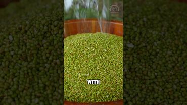 Kacang hijau diolah dengan cara aneh