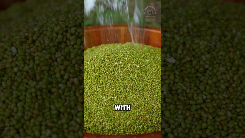 Kacang hijau diolah dengan cara aneh