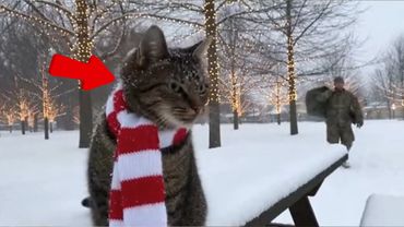 😊 😊 😊 Soldier Dads Return After Years. Cats Reactions Will Melt You! #cat