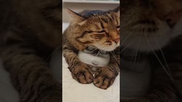 Уууу-аааа 😻😍🤩🤣 #cat #кот #music #remix #котушка #приколы