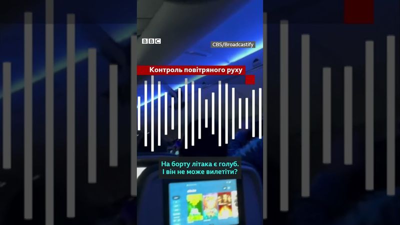 Голуби спричинили хаос на борту літака. Їх ловили пасажири і персонал #shorts #новини #літак