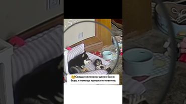 Малыш хотел немного любви 🥲 #funny #dog #animals