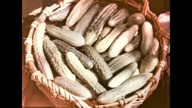 Пчелы и растения, 1969