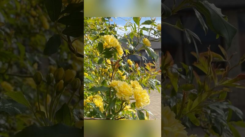 Желтая плетистая роза Леди Бэнкс Еллоу. Крым. Витино.