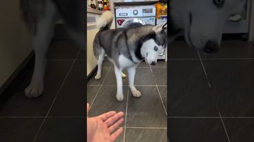 Dogs with unique minds:Huskies🤣🤣#dog #doglover #funny #funnyvideo #fyp #usa