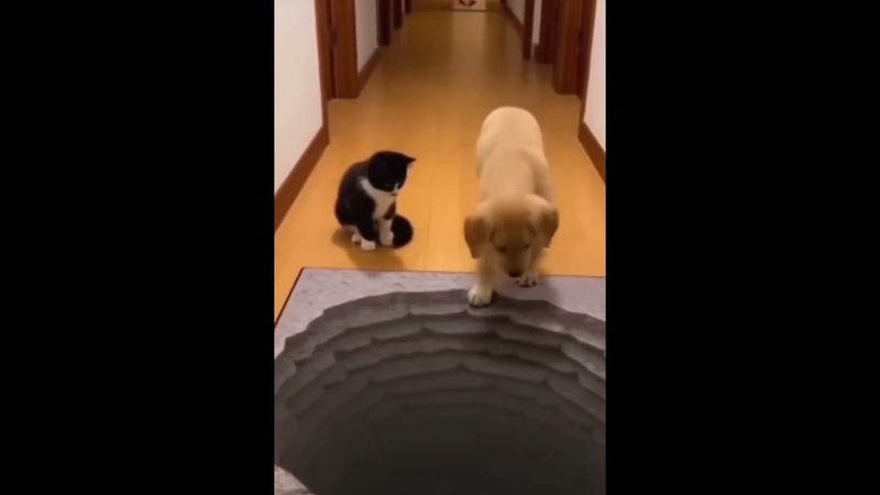Funny moments with dogs and cats #funny #dogsandcats