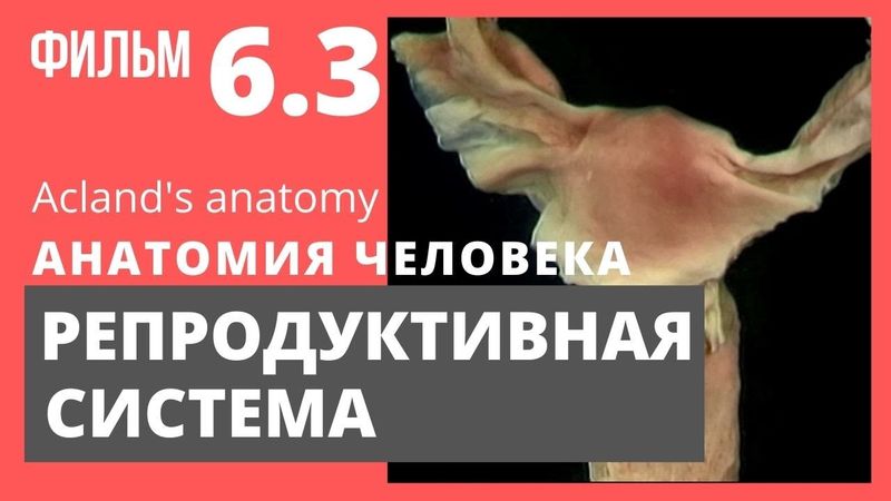 Репродуктивная система. Анатомия человека. Атлас Акланда. Перевод А. Пилюгина. Фильм 6.3