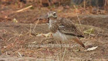 A study in avian camouflage: Stone Curlew melds into summer dry earth, even as its eyes bulge yellow