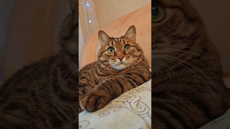 На уроке истории 🙀🫢🤔🤣 #cat #кот #юмор #котушка #приколы #цитаты