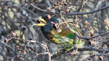 Himalayan Barbet gorges on wild Himalayan pear, stuffs himself and then cannot move as its so full!