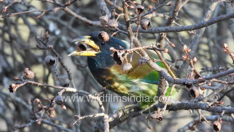 Himalayan Barbet gorges on wild Himalayan pear, stuffs himself and then cannot move as its so full!