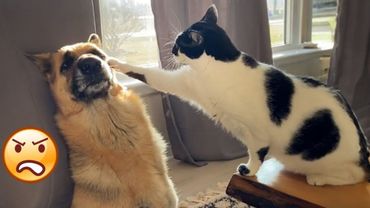 Dog Wants to Play, Cat Wants to Nap – Chaos Happens!