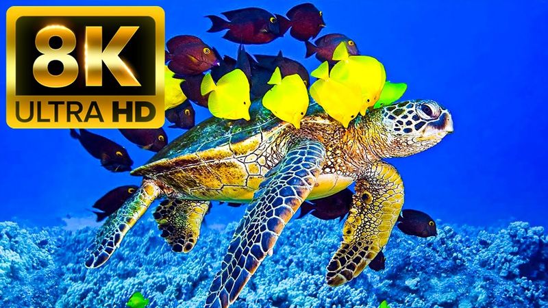 اقیانوس - 8K (60fps) Ultra HD - با صداهای طبیعت (به طرز رنگی پویا)
