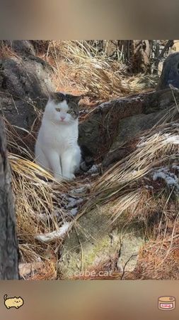 Kung fu cat #cat #cats #usa 