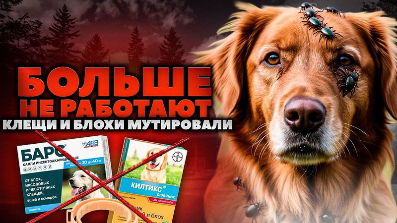 Как защитить собаку от клещей и блох. Лучшие препараты от Клещей для Животных 2025