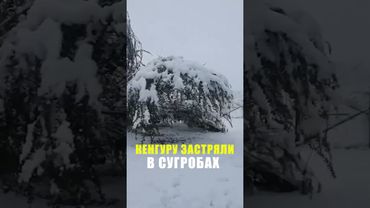 Австралию накрыла снежная буря