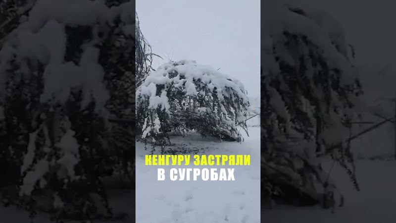 Австралию накрыла снежная буря