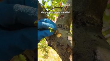 Tree Grafting Technique 🌱 #tree #grafting #technique