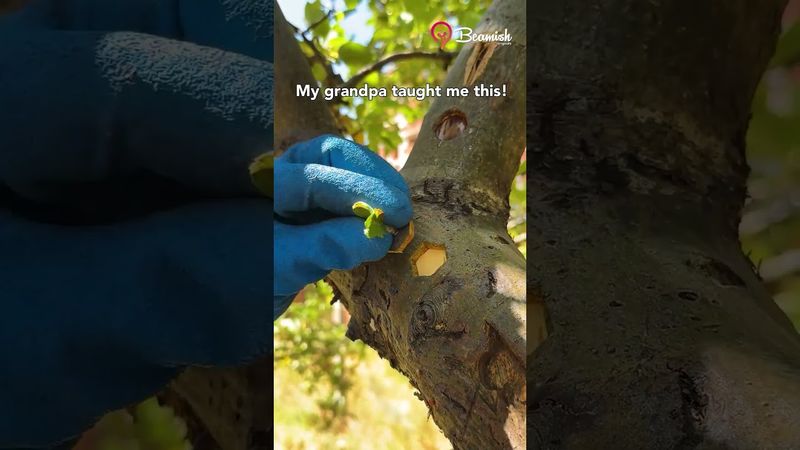 Tree Grafting Technique 🌱 #tree #grafting #technique