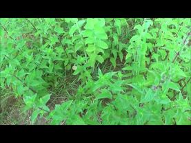 Сироп из мяты или мятное варенье