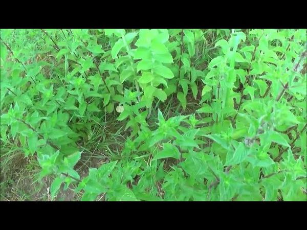 Сироп из мяты или мятное варенье