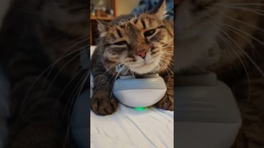 Осколки тишины 😻💃🤗❤  #cat #кот #котушка #прикольныекоты #song