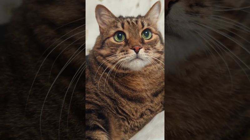 Достоинство 🤔🙀😉🤣 #cat #кот #юмор #котушка #приколы #цитаты