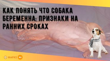Как понять что собака беременна: признаки на ранних сроках