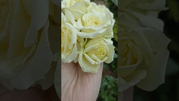 Эльф #розы #роза #цветы #flowers #love #garden #шортс #сочи #лето #rose #rosé