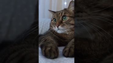 Как так 🙀🫢🤔🤣 #cat #кот #юмор #котушка #приколы #цитаты #видосыоткота