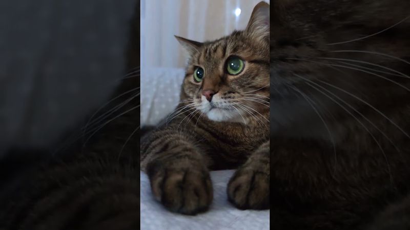 Как так 🙀🫢🤔🤣 #cat #кот #юмор #котушка #приколы #цитаты #видосыоткота