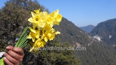 Daffodils and Jonquil flowers being harvested at wildfilmsindia Jabbarkhet, for the house